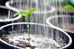 Watering Plant